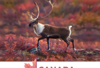 加拿大欢迎世界莅临生物多样性大会，携手护卫大自然