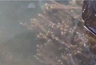 6亿年“海绵宝宝”曝光 深海海绵被发现
