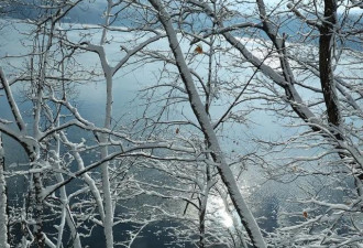 洁白温柔的冬天 龙湾的冬天因雪而美