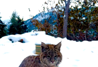 【视频】虎头虎脑！加拿大女子偶遇短尾猫Bobcat造访！