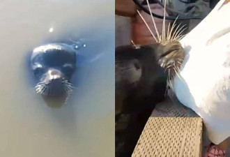 注意野生动物!惊悚影片曝海狮探头秒把女童拖下水