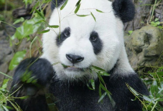 大熊猫“团团”病理解剖报告出炉 死因明确
