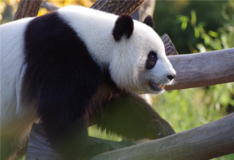 美国动物园将归还大熊猫丫丫和乐乐