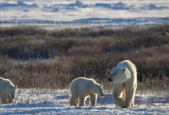 加拿大”世界熊都“周边大量北极熊死亡！母熊幼熊挣扎求生
