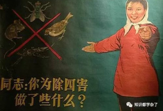 1958年上海麻雀“清零”：580万人打死62万只
