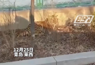网友发视频称在路边偶遇老虎 已捉回