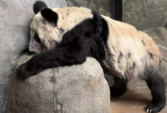 把两只熊猫养成这个惨样！美动物园宣布归还给中国