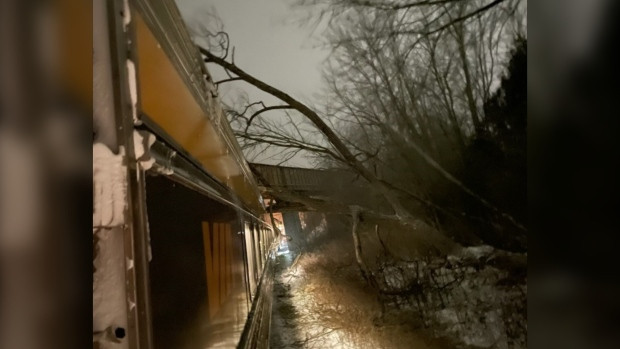 Tree on train