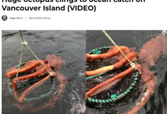 温哥华岛发现巨型章鱼，咬住猎物不松口