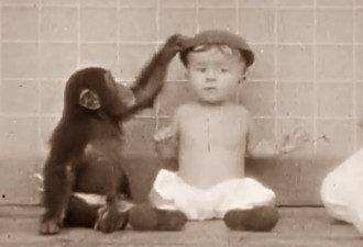 为证明动物能变人 学者让黑猩猩与儿子同住 结果竟…