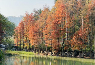 漫步南宁公园景区 观赏水杉红叶美景