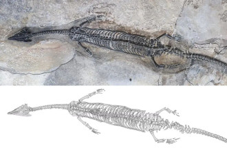 云南发现比恐龙更早时代的新动物化石 ...