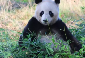 爱丁堡动物园没钱了，大熊猫被迫回国