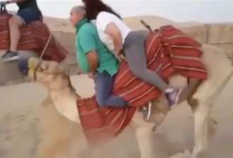 2名游客坐一只骆驼，下一秒全网愤怒