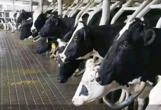 中国北方多省奶农“倒奶杀牛” 节省成本