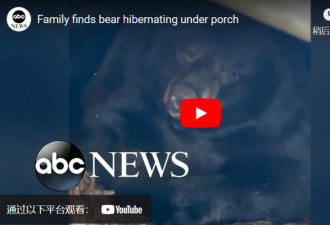 女子在自家花园发现正在冬眠的黑熊