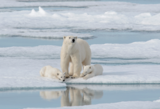 北极熊突袭美国社区，导致2人死亡