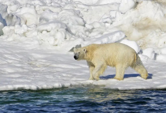北极熊闯阿拉斯加社区 24岁母亲和1岁子遭攻击致死