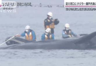 日本海域惊现大量深海生物浮尸 是灾害先兆？