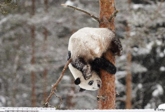 养不起 芬兰动物园有意将大熊猫还给中国