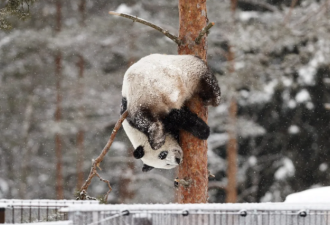 芬兰动物园养不起熊猫考虑“退养”提前遣返中国