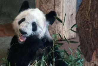 西方把大熊猫还回中国 凑巧? 还是脱钩?