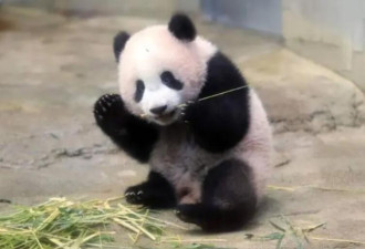 西方把大熊猫还回中国 凑巧? 还是脱钩?