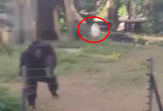 动物园猩猩扔水瓶砸伤游客 园方：猩猩正当防卫