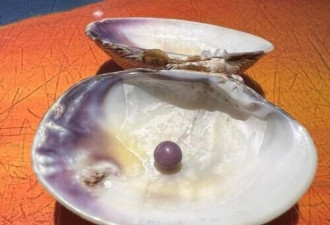 女子吃蛤蜊吃出珍贵紫珍珠 值3500英镑
