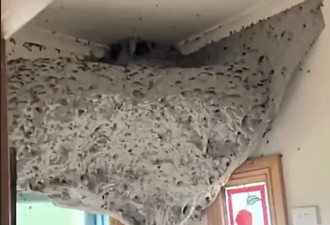 密恐地狱 澳洲巨型马蜂窝如异形巢穴