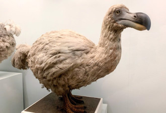 渡渡鸟灭绝逾300年 科学家盼藉科技让它复活