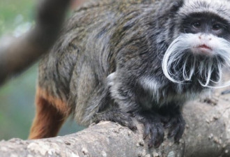 美国动物园失窃的俩猴子找到了 被藏在24公里外