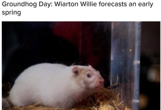 安省土拨鼠Wiarton Willie预测今年早春