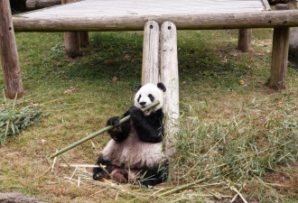 旅美大熊猫“乐乐”离世 终年25岁 死因有待调查
