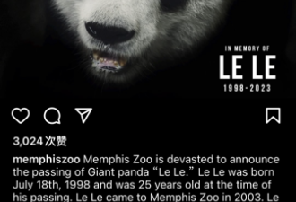 25岁旅美大熊猫“乐乐”离世 死因尚未确定