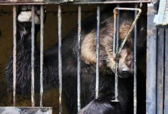 在乳山，黑熊“老黑”被牢笼囚32年