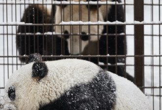 旅居美国大熊猫“乐乐”逝世 终年24岁