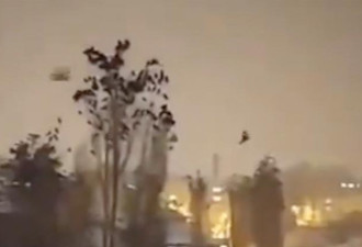 土耳其强震前惊见鸟群恐慌 集体挤上树视频疯传
