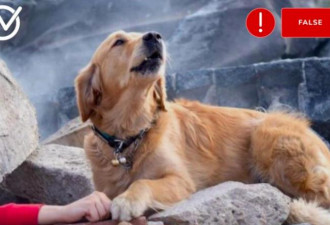 搜救犬“紧靠遭活埋的手”令人鼻酸！