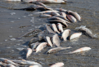 80年首见！海岸线布满死鱼吓坏居民 可能原因曝光