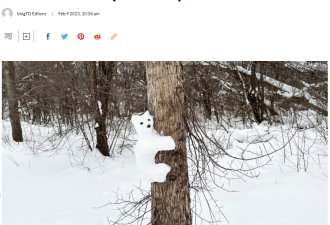 安省惊现20只“雪熊”！萌到心里！你还可以“拥有”一只！
