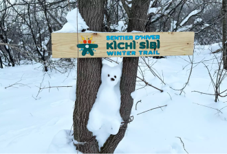 安省惊现20只“雪熊”！萌到心里！你还可以“拥有”一只！