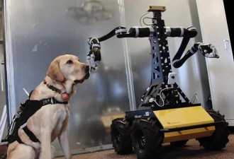 震后救援，救援犬与机器人谁更胜一筹？
