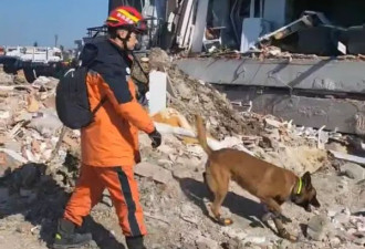 震后救援，救援犬与机器人谁更胜一筹？