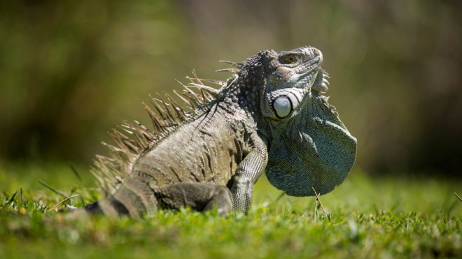 In this Oct. 14, 2013 file photo, a green iguana expands a pouch of skin underneath the lower jaw called a dewlap, as it sits in the sun on Key Biscayne, Fla. (AP Photo/J Pat Carter, File)