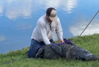 老人为救狗被3米长鳄鱼拖水里 小狗幸存老人身亡