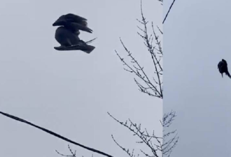 吓人！网友拍下诡异视频：一只死掉的小鸟“悬浮”在高空