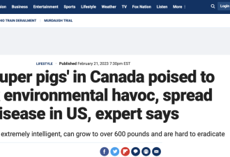 吃货快来！加拿大的猪让美国人抓狂了！