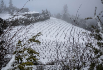 加州南部罕见降大雪 逾10万人无电可用