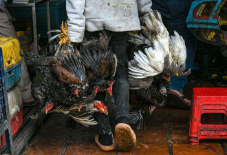柬埔寨禽流感死亡个案：未发现人传人